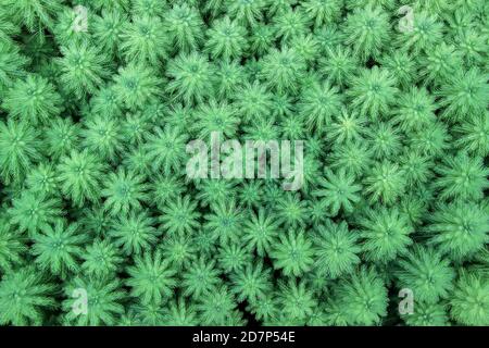 Plantes à feuille d'eau verte (Myriophyllum verticillatum) dans le jardin Banque D'Images