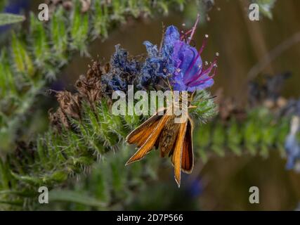 Lulworth skipper, Thymelicus acteon, homme se nourrissant du Bugloss de Viper dans la prairie de craie, Dorset. Banque D'Images