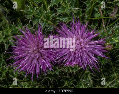 Chardon nain, Cirsium acaule, en fleur dans la prairie de craie, Dorset. Banque D'Images