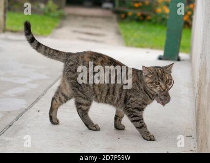 Chat gris nu tenant une petite souris grise dans ses dents. Chat tenant une souris dans sa bouche. Banque D'Images