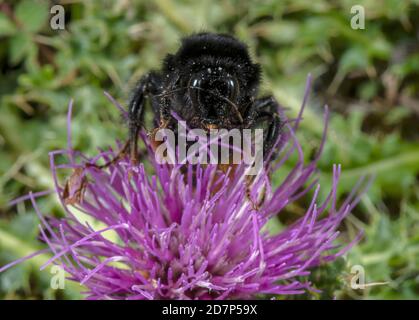 Vue de face de Bumble-Bee à queue rouge, Bombus lapidarius, se nourrissant sur le Thistle sans Stemless sur la prairie de craie. Banque D'Images