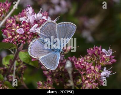 Papillon bleu commun mâle, Polyommatus icarus, se nourrissant sur la marjolaine, sur la prairie de craie. Banque D'Images