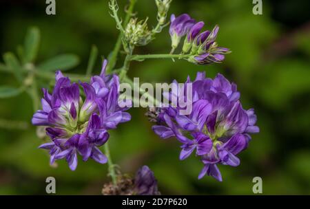 Lucerne, Medicago sativa ssp. sativa, en fleur sur le bord du champ. Hampshire. Banque D'Images