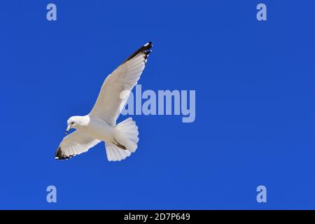 Pays-Bas, Michigan, États-Unis. Un mouette en vol au-dessus de Holland Beach lors d'une journée d'automne lumineuse et venteuse. Banque D'Images