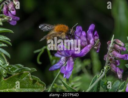 Carder Bee sur la vesce touffetée, Vicia cracca, en fleur sur le bord du champ. Hampshire. Banque D'Images