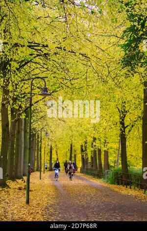 Muenster, NRW, Allemagne. 24 octobre 2020. Cyclistes et randonneurs sur la Promenade, un boulevard populaire bordé de tilleuls (tilia), le long des remparts de la vieille ville. Les arbres d'automne se sont transformés en éclats de rouge, jaune et orange lors d'une journée de gris et frais dans la ville. Credit: Imagetraceur/Alamy Live News Banque D'Images