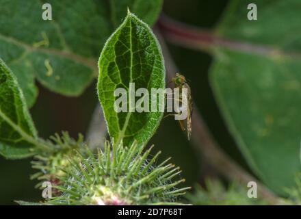 Mouche de Burdock Banded femelle, Terellia tussilaginis, une mouche de Galle à ailes d'image sur le quai de petit. Banque D'Images