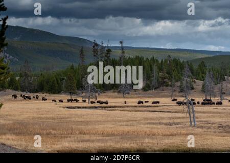 Troupeau de bisons paître dans un pré ouvert à la lumière Neige dans le parc national de Grand Teton Banque D'Images