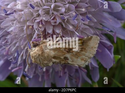 Moth, le silow dusky, Eremobia ochroleuca s'est établi sur Field scabious, Knautia arvensis. Banque D'Images