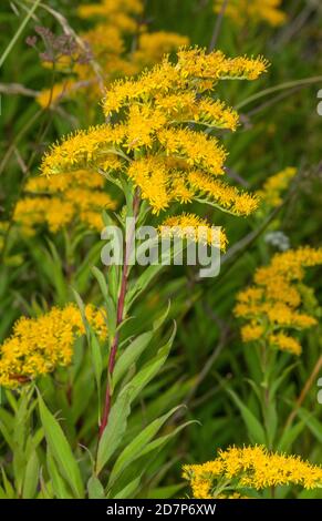 Premier Goldenrod, Solidago gigantea, (variété avec feuilles non dentées) naturalisé le long de bord de route, Wilts. Banque D'Images