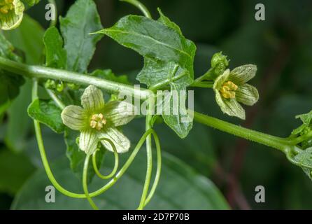 Bryonie blanche, Bryonia dioica, en fleur, avec tendriles, à hedgerow. Banque D'Images