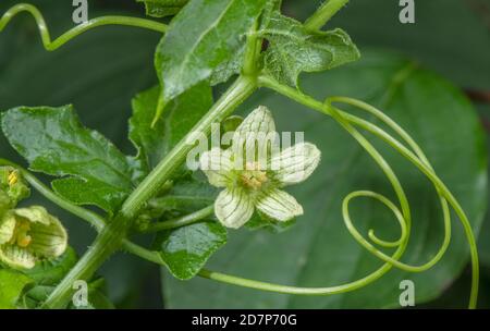 Bryonie blanche, Bryonia dioica, en fleur, avec tendriles, à hedgerow. Banque D'Images