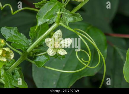 Bryonie blanche, Bryonia dioica, en fleur, avec tendriles, à hedgerow. Banque D'Images