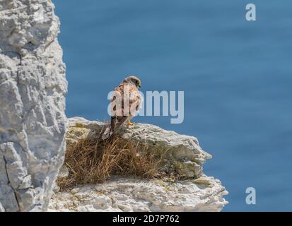 Mâle Kestrel commun, Falco tinnunculus, perchée sur le rebord de la falaise à White Nothe, Dorset. Banque D'Images