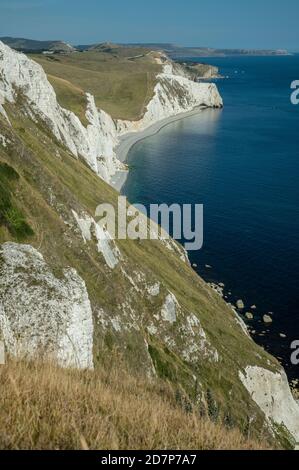 Falaises de craie blanches, à l'est de White Nothe vers Swyre Head et Durdle Door, Dorset. Banque D'Images