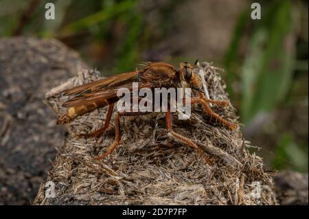 Mouche à cheval mâle, Asilus crabroniformis, perchée sur des poneys dans une lande herbeuse, Dorset. Banque D'Images