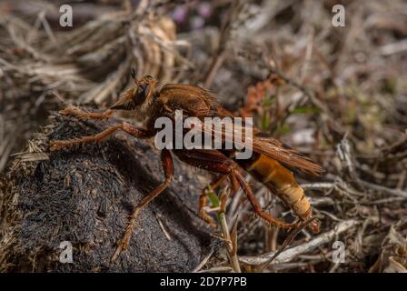 La mouche à cheval, Asilus crabroniformis, perchée sur des poneys dans une lande herbeuse, Dorset. Banque D'Images