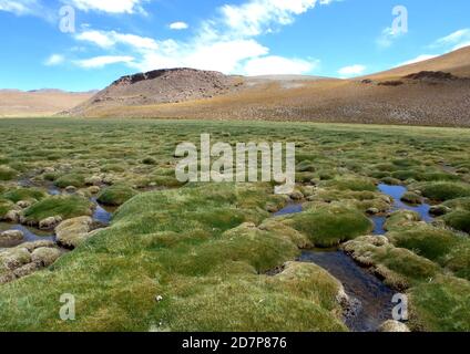 Vue sur les prairies de boggy à l'habitat sec de Puna Salta, Argentine Janvier Banque D'Images