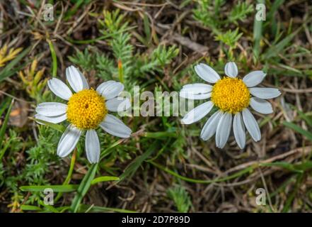 Camomille, Chamaemelum nobile, en fleur dans des prairies sablonneuses sur terre commune, Nouvelle forêt. Banque D'Images