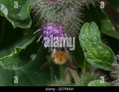 Bumblebee de Carder commun, Bombus pascuorum se nourrissant sur des fleurs de Burdock. Banque D'Images