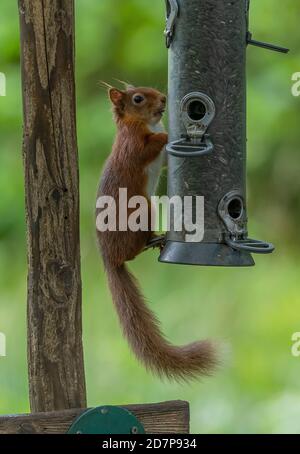 Écureuil roux, Sciurus vulgaris, mangeoire à oiseaux du jardin; Brownsea, Dorset. Banque D'Images