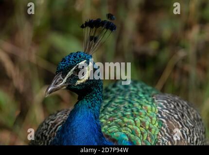 Chef de Peafhibou indien masculin, Pavo cristatus, ou paon. Banque D'Images