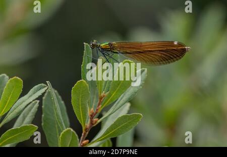 Belle demoiselle demoiselle, Calopteryx virgo, perchée sur la myrte des tourbières par le ruisseau New Forest, Hampshire. Banque D'Images