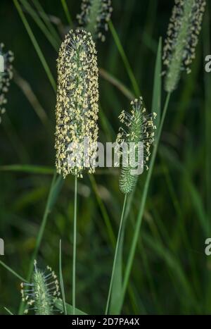 Fléole des prés, Phleum pratense, en fleur dans le pré, Dorset. Banque D'Images