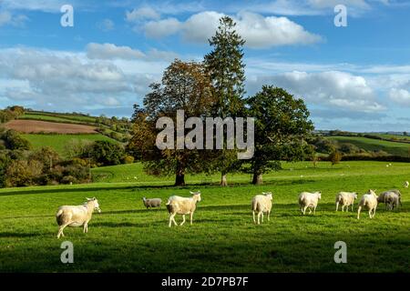 Moutons dans la vallée du teign Devon,scène rurale, Devon, Angleterre, Sheep, Royaume-Uni, Culture anglaise, Paysage - paysages, Agriculture, conservation de l'environnement, Banque D'Images