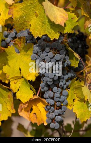 Raisins non récoltés, dans les vignobles automnaux de Campo de Borja, près de la petite ville de Magallon, Aragon, Espagne. Banque D'Images