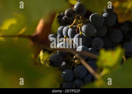 Raisins non récoltés, dans les vignobles automnaux de Campo de Borja, près de la petite ville de Magallon, Aragon, Espagne. Banque D'Images