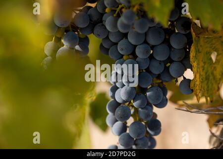 Raisins non récoltés, dans les vignobles automnaux de Campo de Borja, près de la petite ville de Magallon, Aragon, Espagne. Banque D'Images