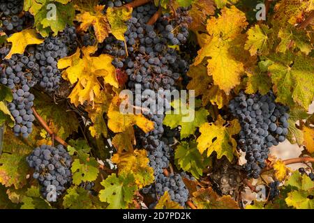 Raisins non récoltés, dans les vignobles automnaux de Campo de Borja, près de la petite ville de Magallon, Aragon, Espagne. Banque D'Images