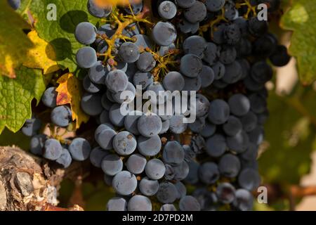 Raisins non récoltés, dans les vignobles automnaux de Campo de Borja, près de la petite ville de Magallon, Aragon, Espagne. Banque D'Images