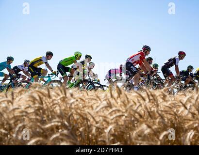 Saint-Quentin-Fallavier,France - Juillet 16, 2016 : le peloton équitation dans une plaine de blé au cours de l'étape 14 du Tour de France 2016. Banque D'Images