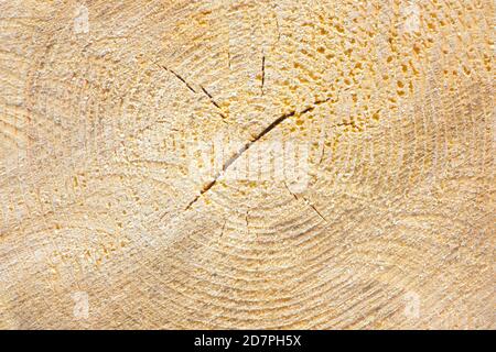 Texture de la fin de l'arbre. Sciez le bois de près. Parquet en bois brut. Arrière-plan en bois. La fin de l'arbre. Banque D'Images