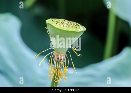 Gros plan de la gousse de graines vertes de fleur de lotus décolorée (Nelumbo nucifera) Banque D'Images