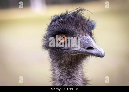 Gros plan de la tête d'un émeu australien Dans un champ de l'outback en Australie régionale Banque D'Images