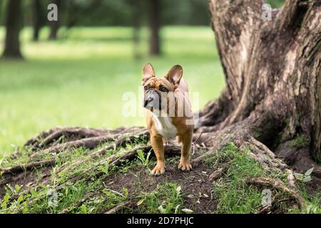 Jeune taureau français de couleur fauve, situé près des racines des grands arbres dans le parc en été. Portrait d'un chien de compagnie dans la nature. Banque D'Images