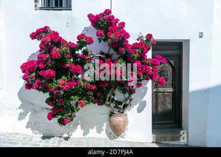 Bougainvilliers dans un pot dans une maison murale à Vejer de la Frontera, province de Cadix, Andalousie, Espagne Banque D'Images