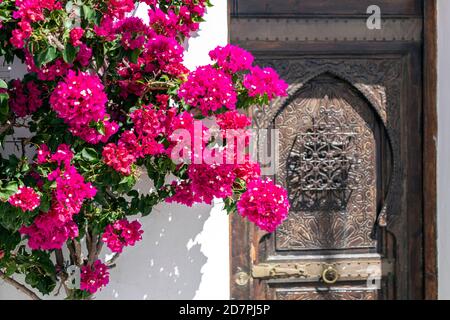 Bougainvilliers dans un pot dans une maison murale à Vejer de la Frontera, province de Cadix, Andalousie, Espagne Banque D'Images