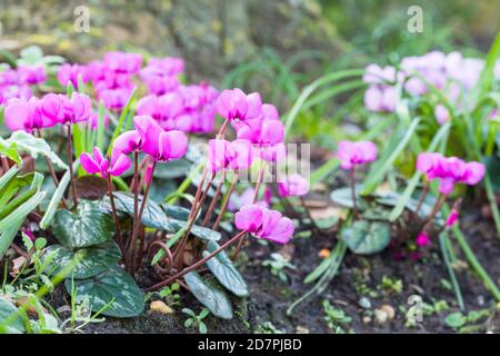 Coum de cyclamen, gros plan de fleurs de cyclamen rose dans un jardin, Royaume-Uni Banque D'Images