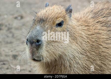 Gros plan d'un capybara (Hydrochoerus hydrochaeris) au zoo Banque D'Images