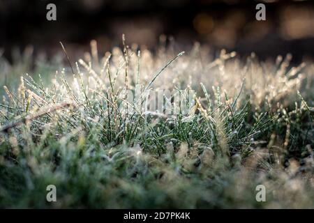 Herbe verte avec givre du matin sous la lumière du soleil Banque D'Images