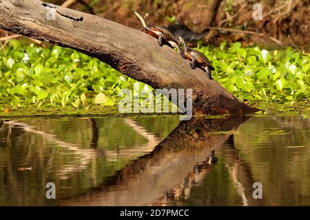 La tortue à long cou et la tortue de la rivière Murray se prélassent sur une rivière journal Banque D'Images