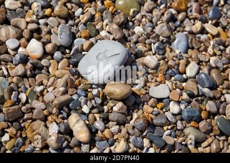 Galets humides sur la plage. Pierres lisses de différentes tailles et couleurs Banque D'Images