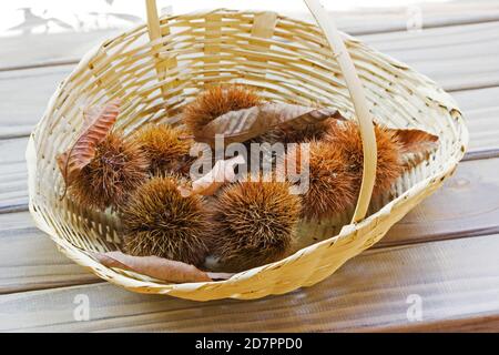 Châtaignes et feuilles séchées de châtaignier dans un panier sur la terrasse en bois Banque D'Images