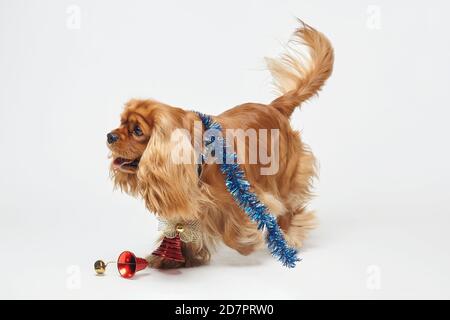 Cocker Spaniel avec décorations de Noël. Le concept de Noël et du nouvel an. Séance photo dans le Studio sur fond blanc Banque D'Images