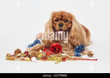 Cocker Spaniel avec décorations de Noël. Le concept de Noël et du nouvel an. Séance photo dans le Studio sur fond blanc Banque D'Images