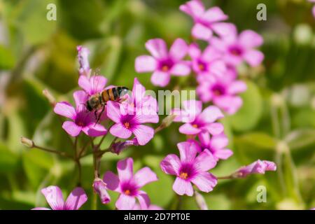 Abeille sur une fleur pourpre. Banque D'Images